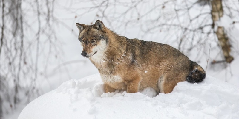 Berner Konvention senkt Schutzstatus des Wolfes: Feuer frei? - Foto: presseportal.de