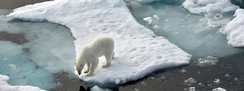 ILLUSTRATION. Ein Eisbär steht im Nordpolarmeer auf eine Eisscholle.  - Foto: Ulf Mauder/dpa