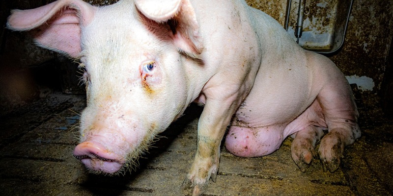 Aufgedeckt: Tierwohl- und Vorzeige-Mäster quält Schweine - ANINOVA erstattet Strafanzeige - Foto: presseportal.de