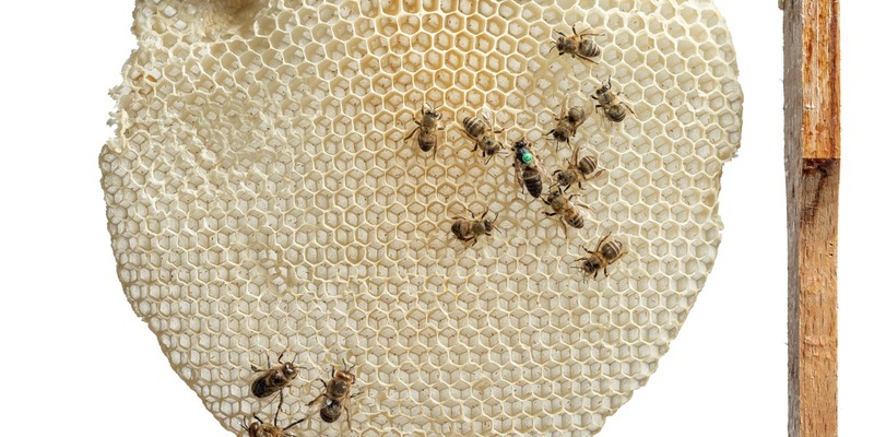 Von tanzenden Bienen bis zum Urban Beekeeping: Honiggelb startet ab 7. März im Museum Wiesbaden - Foto: presseportal.de