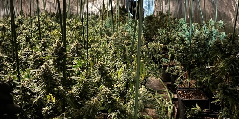 POL-EN: Ennepetal: Gemeinsame Presseerklärung der Hagener Staatsanwaltschaft und der Polizei des Ennepe-Ruhr-Kreises: Cannabis-Plantage in Ennepetal entdeckt - drei Personen festgenommen - Foto: presseportal.de