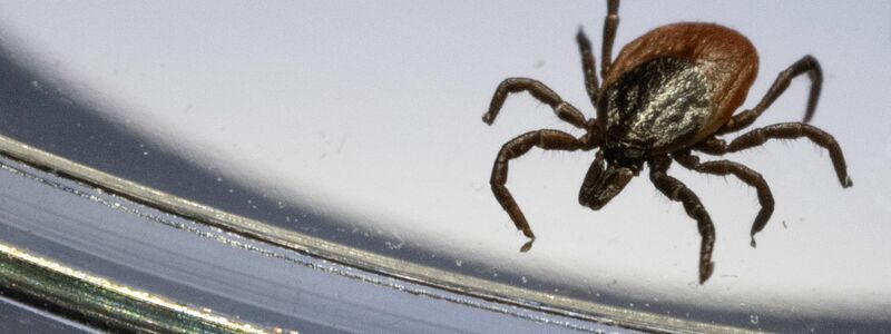 Der Gemeine Holzbock (Ixodes ricinus) ist die häufigste Zeckenart in Deutschland. (Archivbild) - Foto: Marijan Murat/dpa