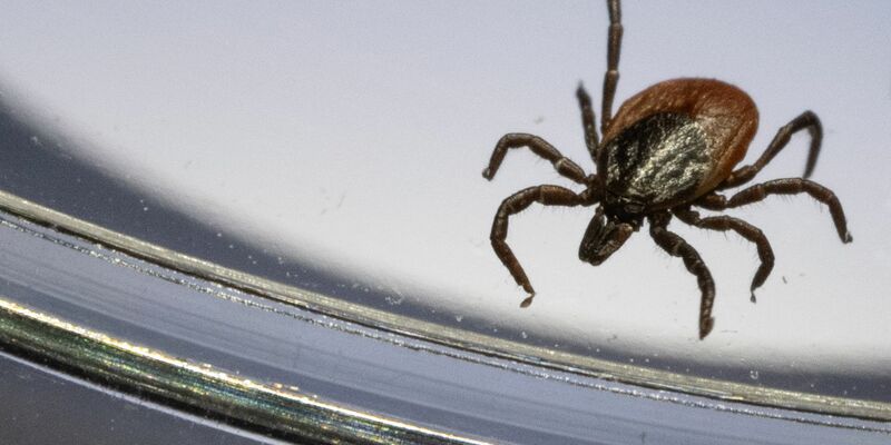 Ein Gemeiner Holzbock unter einem Mikroskop. (Archivbild) - Foto: Marijan Murat/dpa