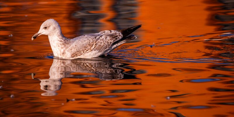Temperaturen bis 20 Grad sind am Wochenende in Deutschland möglich. - Foto: Jens Büttner/dpa