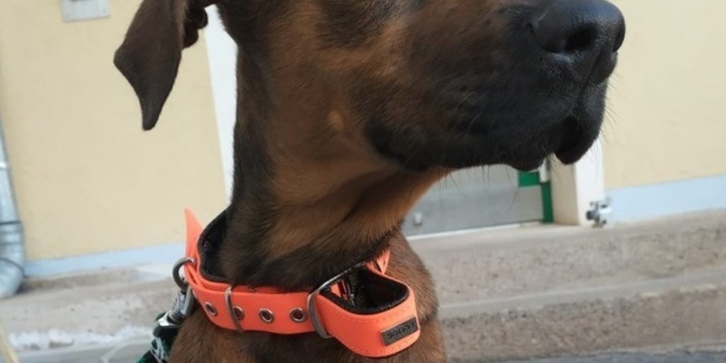 LPI-NDH: Ergänzungsmeldung: Polizei ermittelt Tierhalter eines Fundtieres - Hund sucht neues Zuhause - Foto: presseportal.de