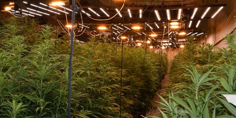 POL-W: W Cannabis-Plantage in Unterbarmen - ein Tatverdächtiger festgenommen - Gemeinsame Presseerklärung von Staatsanwaltschaft und Polizei Wuppertal - Foto: presseportal.de