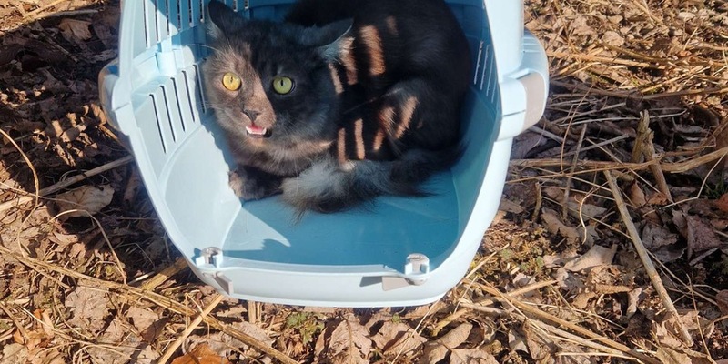 POL-OG: Forbach, L80b - Katze am Raumünzacher Wasserfall ausgesetzt - Foto: presseportal.de