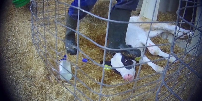 Razzia auf Skandalhof in Bad Grönenbach / SOKO-Tierschutz-Recherche beweist katastrophale Zustände - Foto: presseportal.de