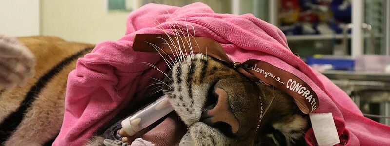 Ein Leopard wird in der Klinik behandelt.  - Foto: WFFT/dpa