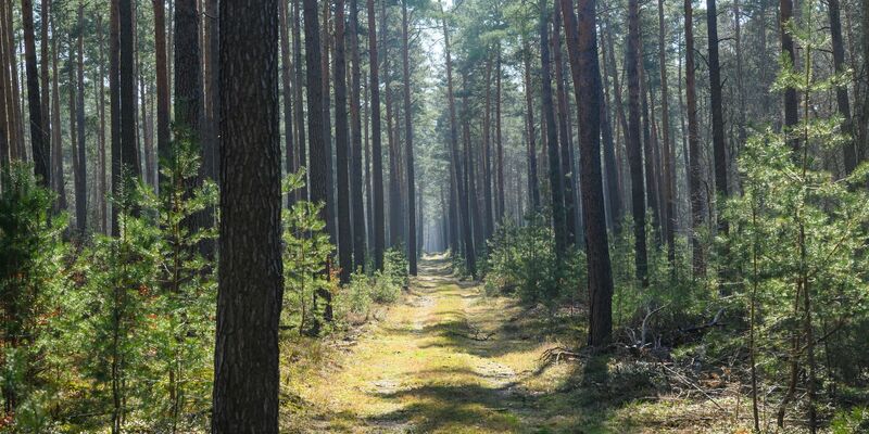 In manchen Wäldern gibt es direkt vor Ort Löschwasser-Entnahmestellen. - Foto: Patrick Pleul/dpa