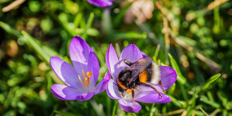 Das Wochenende bringt milde Temperaturen und viel Sonnenschein. - Foto: Andreas Arnold/dpa