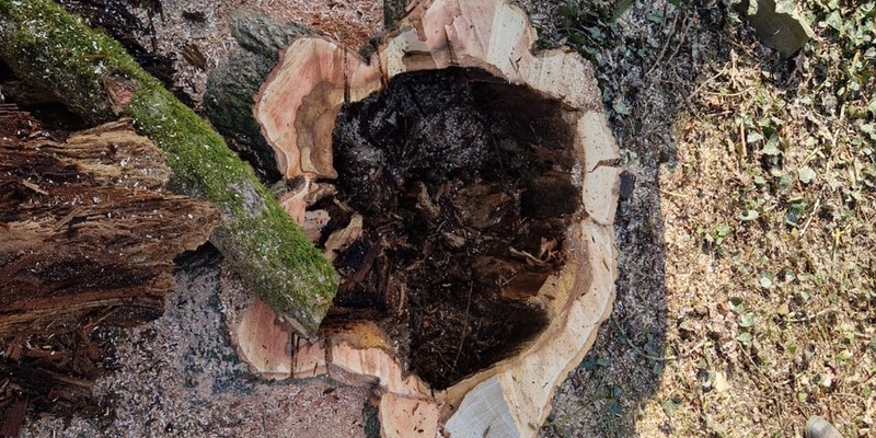 FW-PL: Motorsägenausbildung im Böhler Park - Foto: presseportal.de