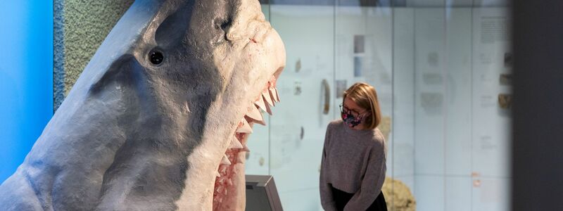 Der Urzeit-Hai Megalodon wurde lange als gigantische Version eines Weißen Hais angesehen. (Archivbild) - Foto: Marijan Murat/dpa