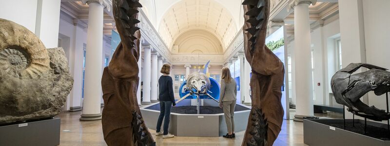 Riesig war der Megalodon mit gut 24 Metern Länge wahrscheinlich durchaus. (Archivbild) - Foto: Christoph Schmidt/dpa