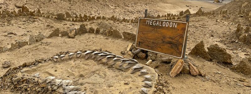 Skelettteile des Megalodon wurden in verschiedenen Teilen der Welt gefunden, etwa in Chile. (Archivbild) - Foto: Manuel Meyer/dpa-tmn/dpa