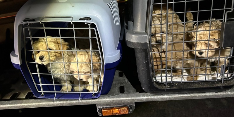 HZA-BS: ZOLL findet neun geschmuggelte Hundewelpen in moldawischem Transporter ohne Impfungen und Einfuhrdokumente - Foto: presseportal.de