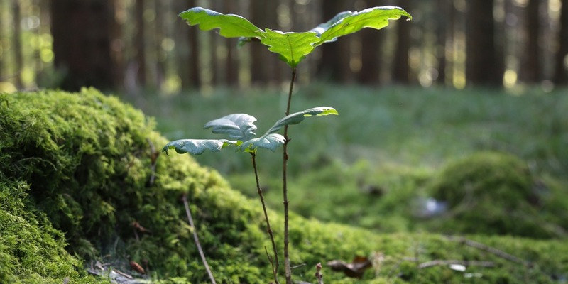 Kooperation: Ökostromanbieter Yello und Pina Earth machen heimischen Wald fit für den Klimawandel - Foto: presseportal.de