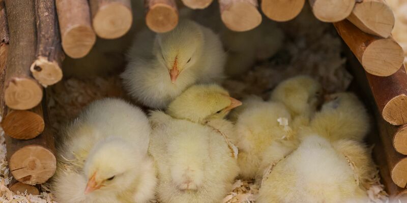Ausgesetzte Küken finden neues Zuhause - Foto: Jan Woitas/dpa