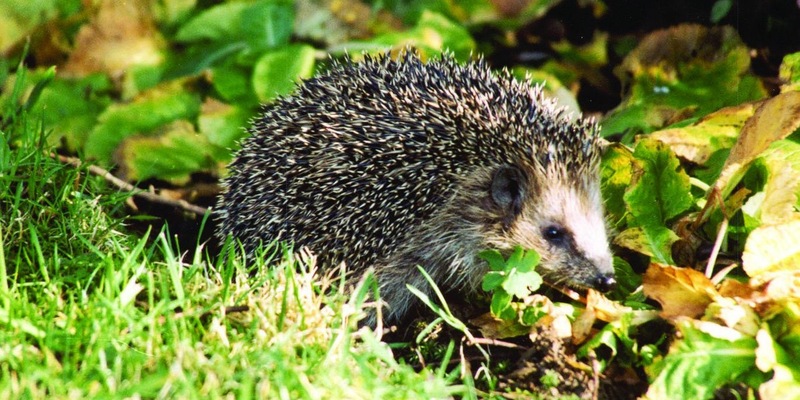 Erste Igel wachen auf - so können sie helfen - Foto: presseportal.de
