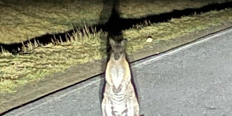 Känguru-Entdeckung in Sachsen. Die Polizei sucht nach dem Beuteltier.  - Foto: -/Polizei/dpa