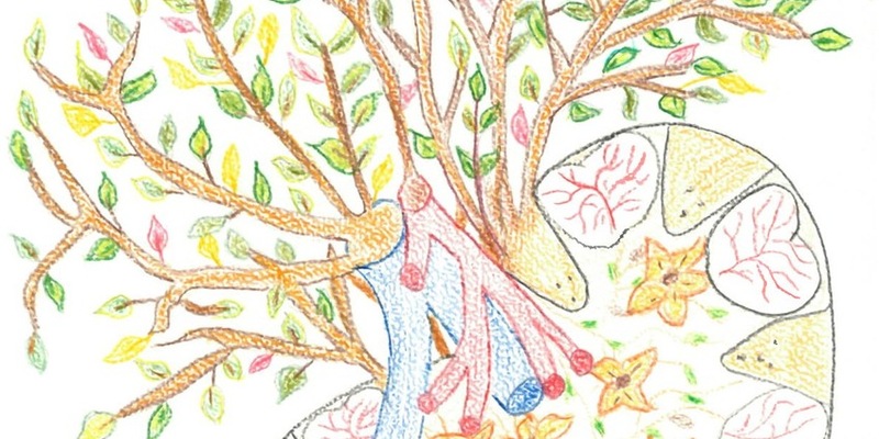 Weltnierentag am 13. März 2025 / Hoher Bedarf an Nierentransplantationen: Ein neues Organ ist für viele Betroffene wie ein geschenktes Leben - Foto: presseportal.de