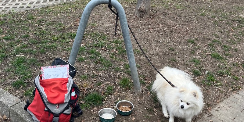 POL-KN: (Konstanz) Hund zu verschenken in der Schulthaißstraße ausgesetzt - Polizei sucht Zeugen (11.03.2025) - Foto: presseportal.de