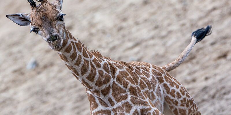 Die Schweriner Giraffen-Famile: Mutter Kahlua (v.l.), Vater Madiba und Jungbulle Mojo. - Foto: Jens Büttner/dpa