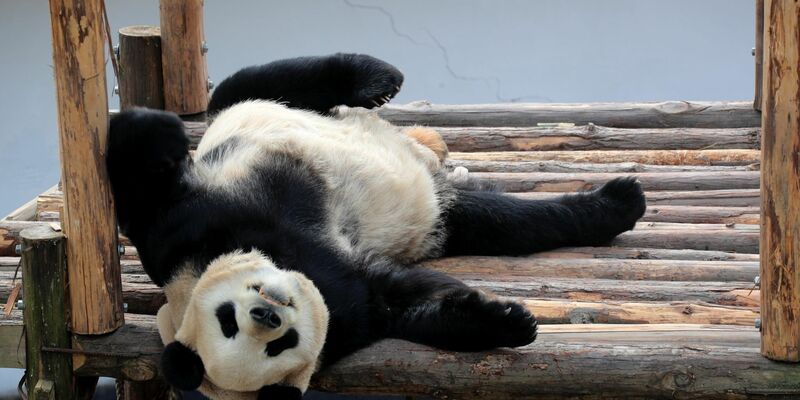 Noch nie wurde einer Studie zufolge so häufig «Dienst nach Vorschrift» gemacht wie im vergangenen Jahr (Symbolbild).  - Foto: Tpg/TPG via ZUMA Press/dpa