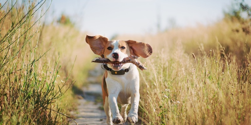 Fitness-Tracker für Haustiere? Jede:r dritte Halter:in schätzt die Aktivität des Haustieres falsch ein/ Die neue Weenect-Studie zeigt, warum Tracking für ein gesundes Tierleben immer wichtiger wird - Foto: presseportal.de
