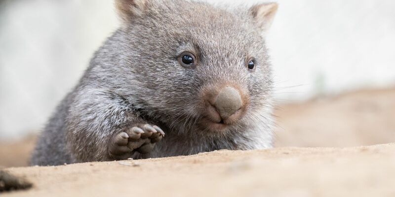 Tierschützer fürchten, dass das Wombat-Baby bei der Aktion verletzt wurde. (Symbolbild) - Foto: Julian Stratenschulte/dpa