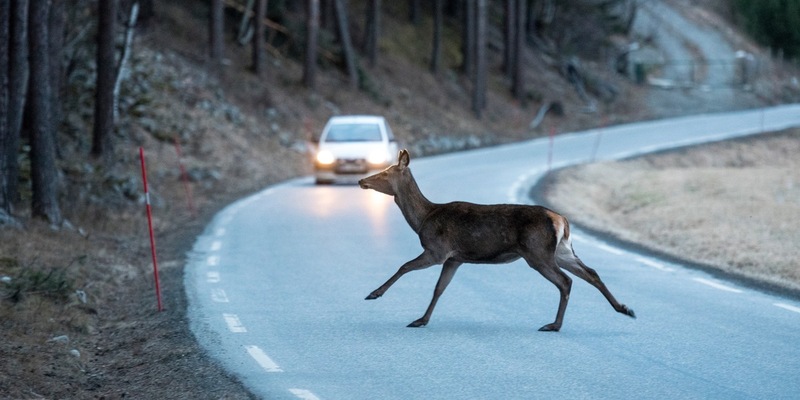 Wildunfälle vermeiden: ACV informiert über sechs wichtige Fakten für Autofahrende - Foto: presseportal.de
