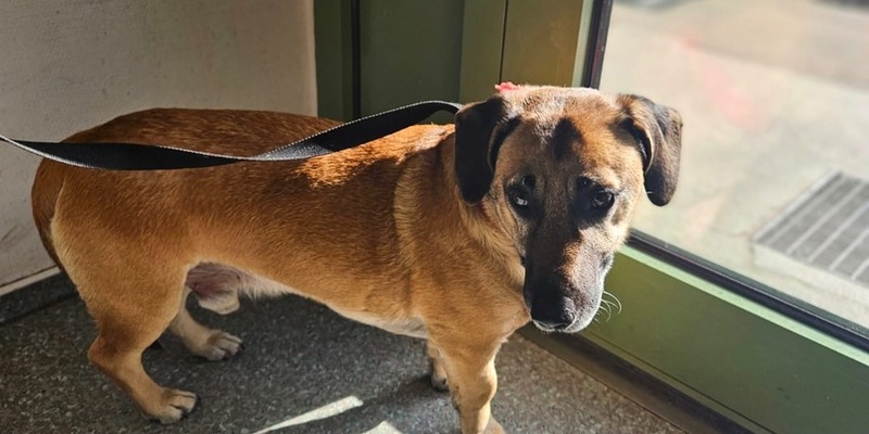 BPOL-HH: Mischlingshund im Hamburger Hauptbahnhof ganz alleine unterwegs- - Foto: presseportal.de