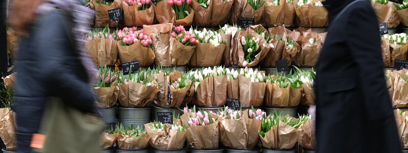 Für Tulpen müssen Verbraucher in diesem Jahr tiefer in die Tasche greifen. (Archivbild) - Foto: Sebastian Willnow/dpa