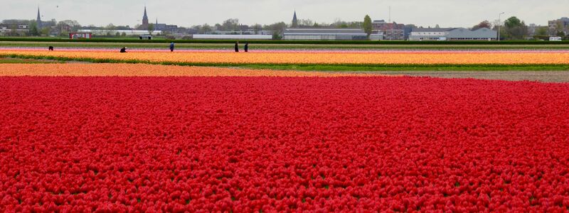 In den Niederlanden sind viele Felder mit Tulpenzwiebeln bepflanzt. (Archivbild) - Foto: Wolfgang Stelljes/dpa-tmn