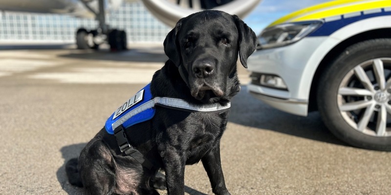 HZA-M: Münchner Zoll verabschiedet Zollhund Hardy in den Ruhestand - Foto: presseportal.de