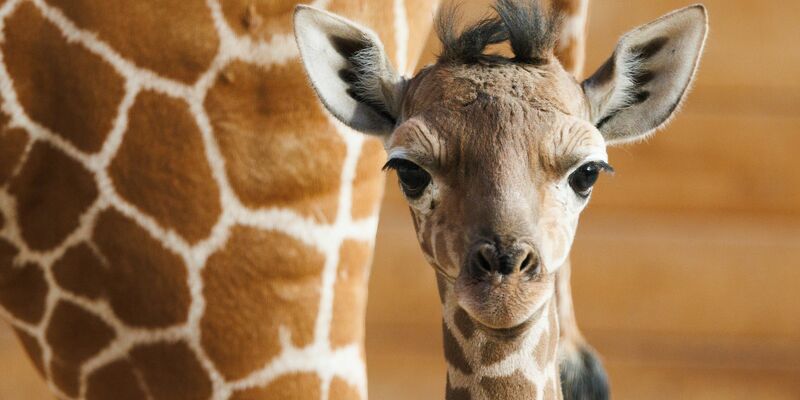 Das Giraffenjunge Kianga wurde nach seiner Geburt am 10. März nun der Öffentlichkeit vorgestellt. - Foto: Lando Hass/dpa