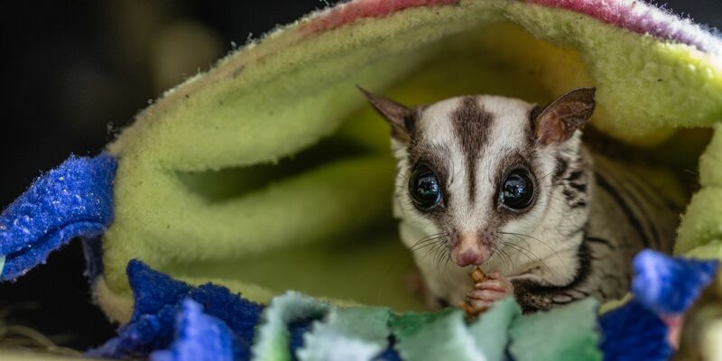 Tierschützer raten davon ab, Sugar Glider privat zu halten. - Foto: Marc Jeworrek/Deutscher Tierschutzbund/dpa