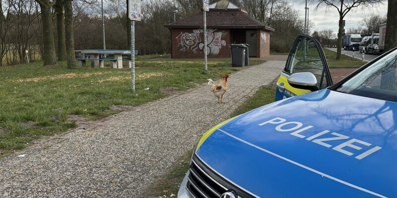 Hahn Hermann wurde von privaten Tierrettern eingefangen. (Archivbild) - Foto: -/Polizei Leer/Emden/dpa