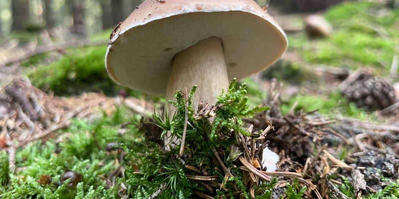 Internationaler Tag des Waldes: Wälder und Ernährung - Foto: presseportal.de