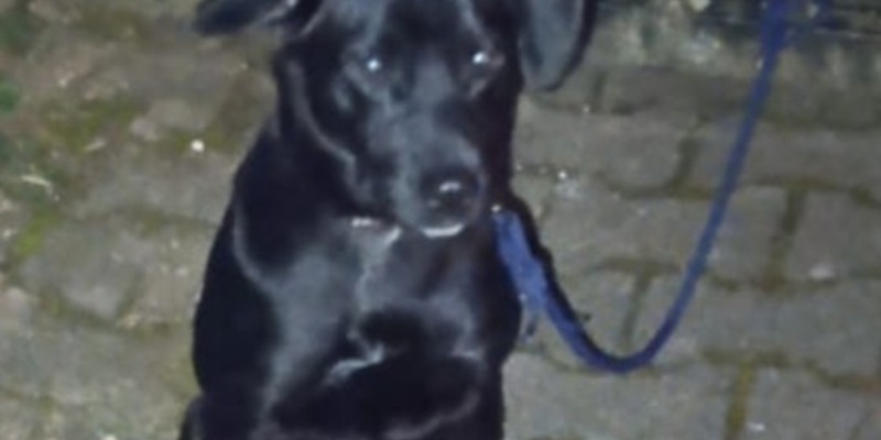 POL-PDTR: Ausgesetzter Hund - erfolgreiche Ermittlungen durch die Polizei - Foto: presseportal.de