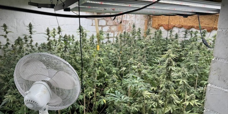 POL-HM: Gemeinsame Pressemitteilung der Staatsanwaltschaft Hannover und der PI Hameln-Pyrmont/Holzminden - Durchsuchungsmaßnahmen führen zum Auffinden mehrerer Cannabisplantagen - Foto: presseportal.de