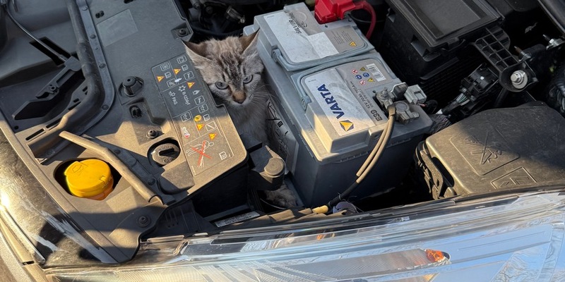 FF Bad Salzuflen: Katzenköpfchen schaut unter fahrendem Auto hervor / Andere Autofahrer nehmen verdutzt den blinden Passagier wahr und stoppen die Fahrerin. Zur Rettung muss aber die Feuerwehr anrücken - Foto: presseportal.de