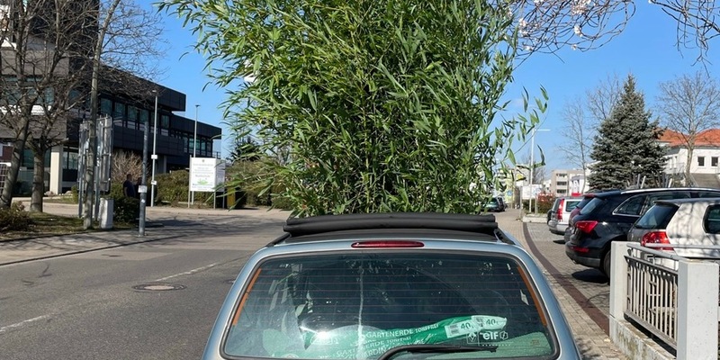 POL-PDNW: Wuchernde Ladung - Bambustransport der ungewöhnlichen Art - Foto: presseportal.de