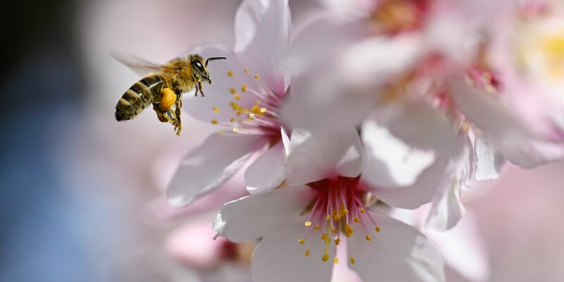 Der Frühling versteckt sich am Wochenende wieder etwas mehr.  - Foto: Uwe Anspach/dpa