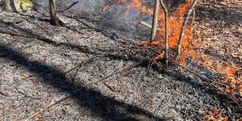 FW Stuttgart: Brand in Wald breitet sich schnell aus - Foto: presseportal.de