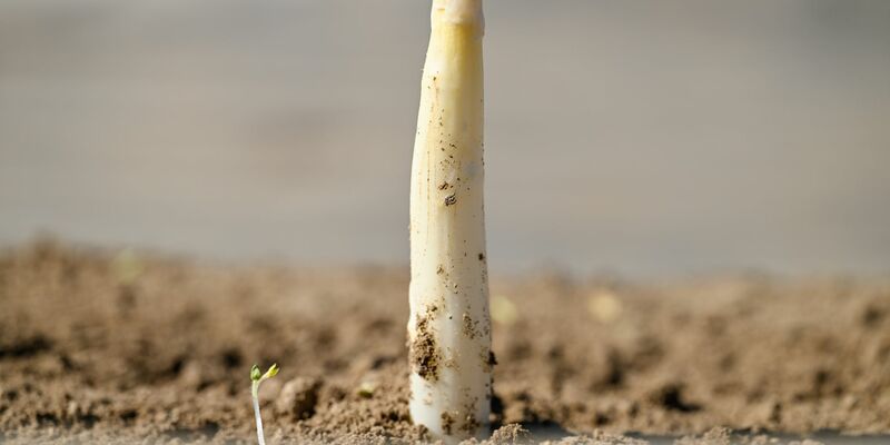 Der erste Spargel - Foto: Uwe Anspach/dpa