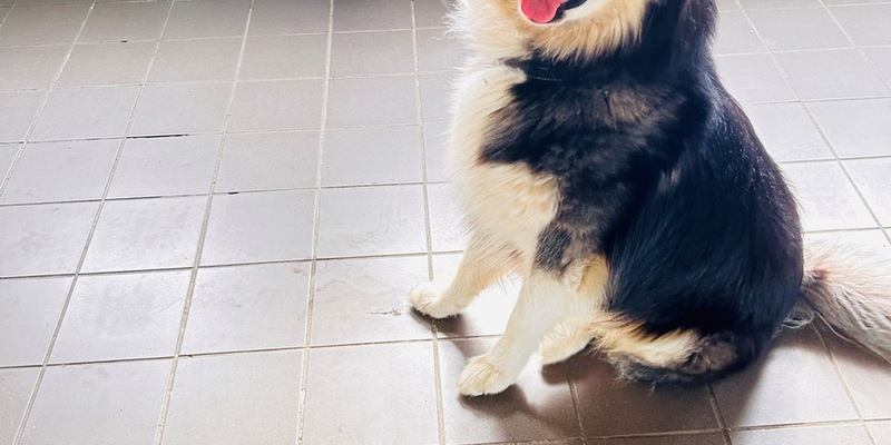 POL-EL: Haren - Entlaufener Hund - Eigentümer gesucht - Foto: presseportal.de