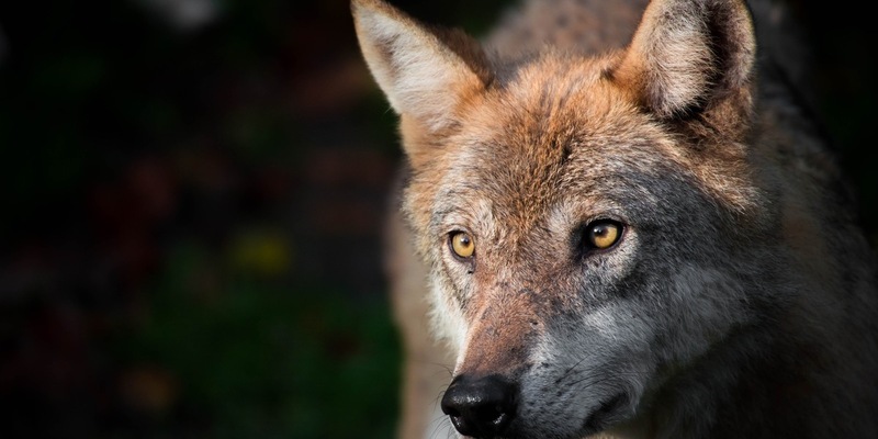 Bundesratsinitiative Wolfsmanagement: Desinformation von Politik und Öffentlichkeit - Foto: presseportal.de