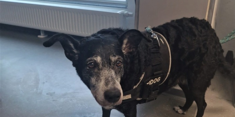 POL-MK: Amy ist zurück bei Herrchen - Foto: presseportal.de