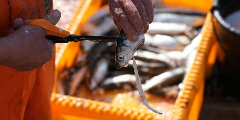 Forscher warnen vor Kosten der Schleppnetz-Fischerei (Archivbild). - Foto: Marcus Brandt/dpa